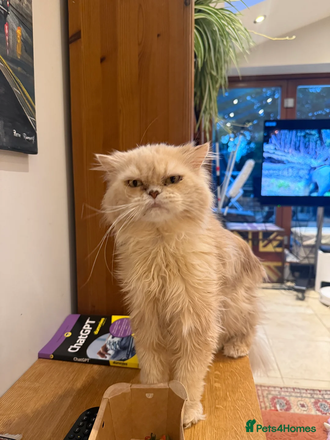 Persian cats for sale: Himalayan Persian cats - Advert 3