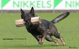 German Shepherd dogs for sale: Vonlisand M-litter - Image 12