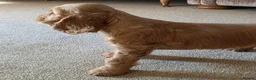 Cocker Spaniel dogs for sale: SHOW TYPE COCKER SPANIELS  - Advert 6