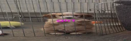 Cockapoo dogs for sale: 2 cockapoos boy and girl - Advert 20
