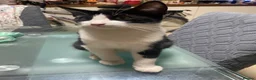 Mixed Breed cats for sale: Cat rehomed  - Advert 3
