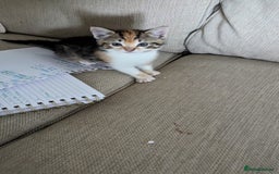 Mixed Breed cats for sale: Mixed Breed Kittens  - Image 6