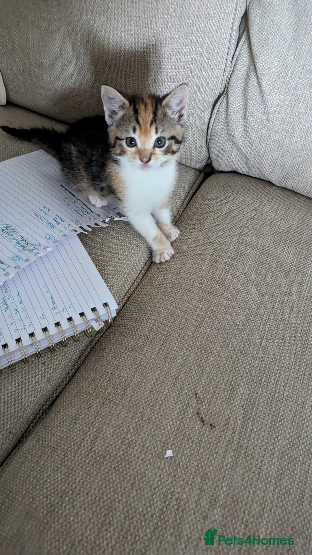 Mixed Breed cats for sale: Mixed Breed Kittens  - Image 6