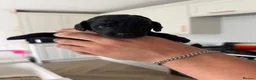 Cockapoo dogs for sale: Cockapoo  - Advert 7