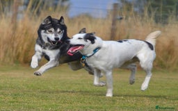 Siberian Husky dogs for stud: 3 Health tested KC Reg Polish Imports At Stud in Scunthorpe - Image 11