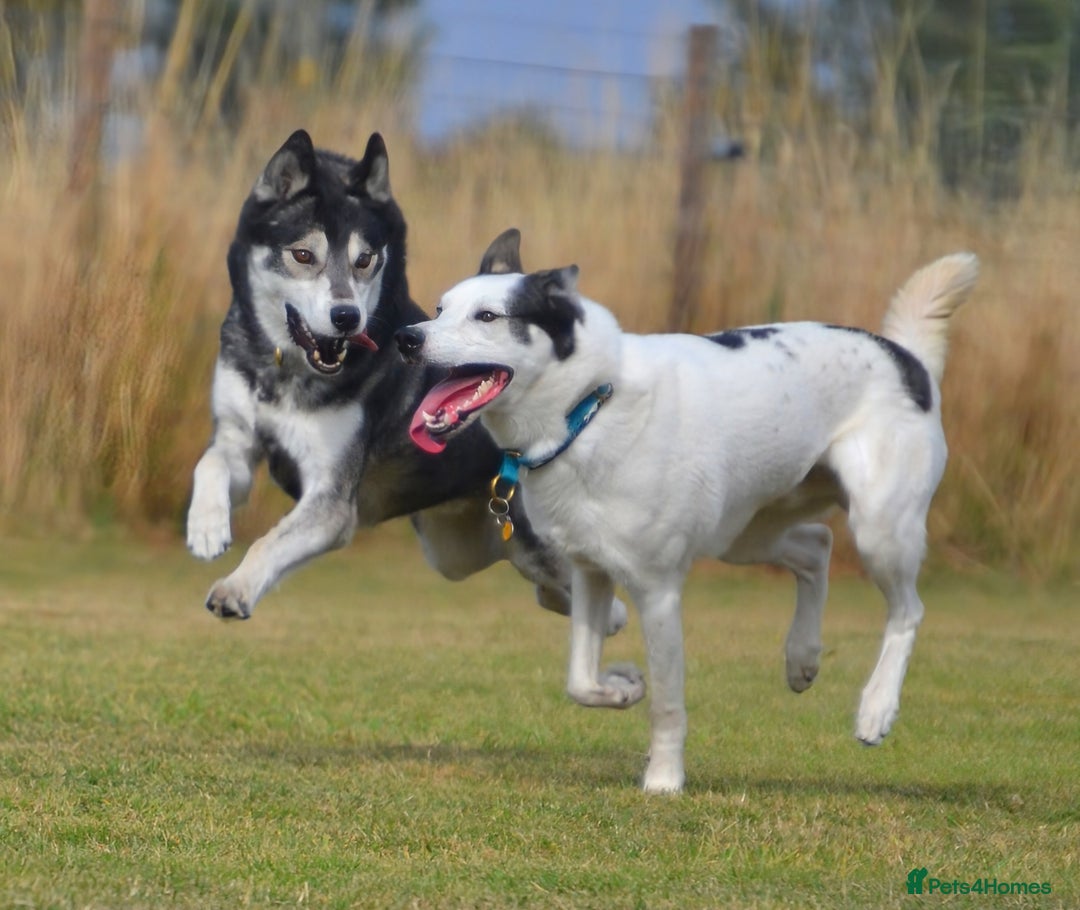 Siberian Husky dogs for stud: 3 Health tested KC Reg Polish Imports At Stud in Scunthorpe - Image 11