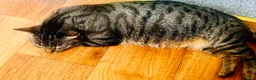Mixed Breed cats for sale: Adorable kittens  - Advert 6