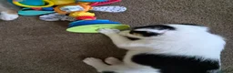 Mixed Breed dogs for sale: Beardie border x blue merle and tri coloured - Advert 5