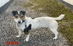Jack Russell dogs for sale: Jack Russell Puppies - Advert 6
