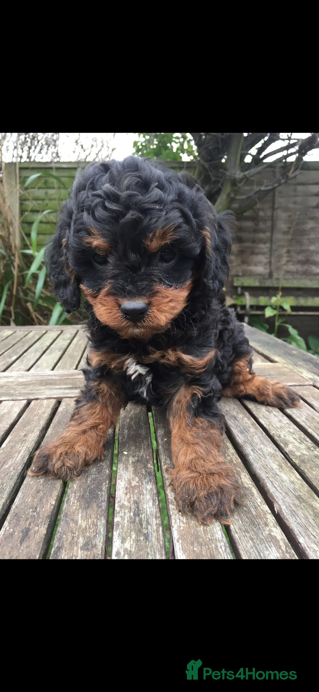 Cavapoo dogs for sale: F1 CAVAPOO BLACK AND TAN BOY.  - Advert 4