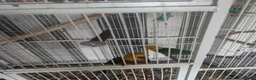 Conures birds for sale: Proven Breading pair in Leicester - Advert 5