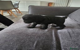 Cockapoo dogs for sale: Beautiful f2b cockapoos  - Image 3