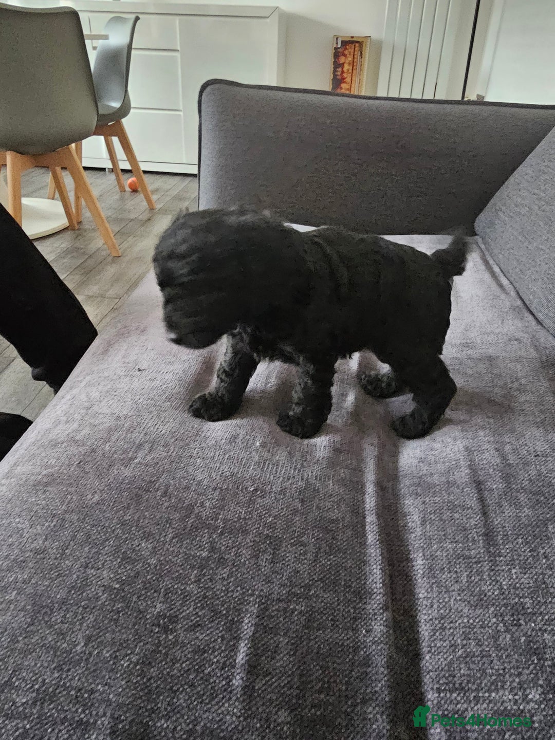 Cockapoo dogs for sale: Beautiful f2b cockapoos  - Image 3