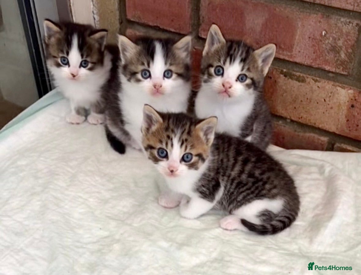 Mixed Breed cats Gorgeous Tabby & White Kittens  - Advert 4