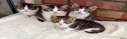 Mixed Breed cats for sale: Gorgeous Tabby & White Kittens  - Advert 1
