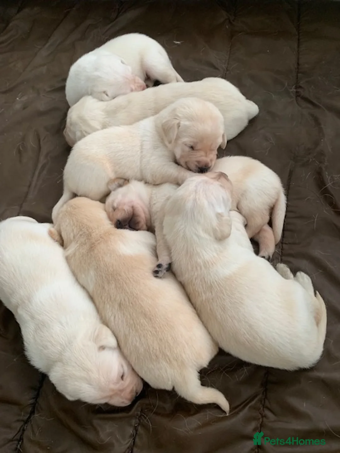Labrador Retriever dogs for sale: kc registered labradors - Advert 10