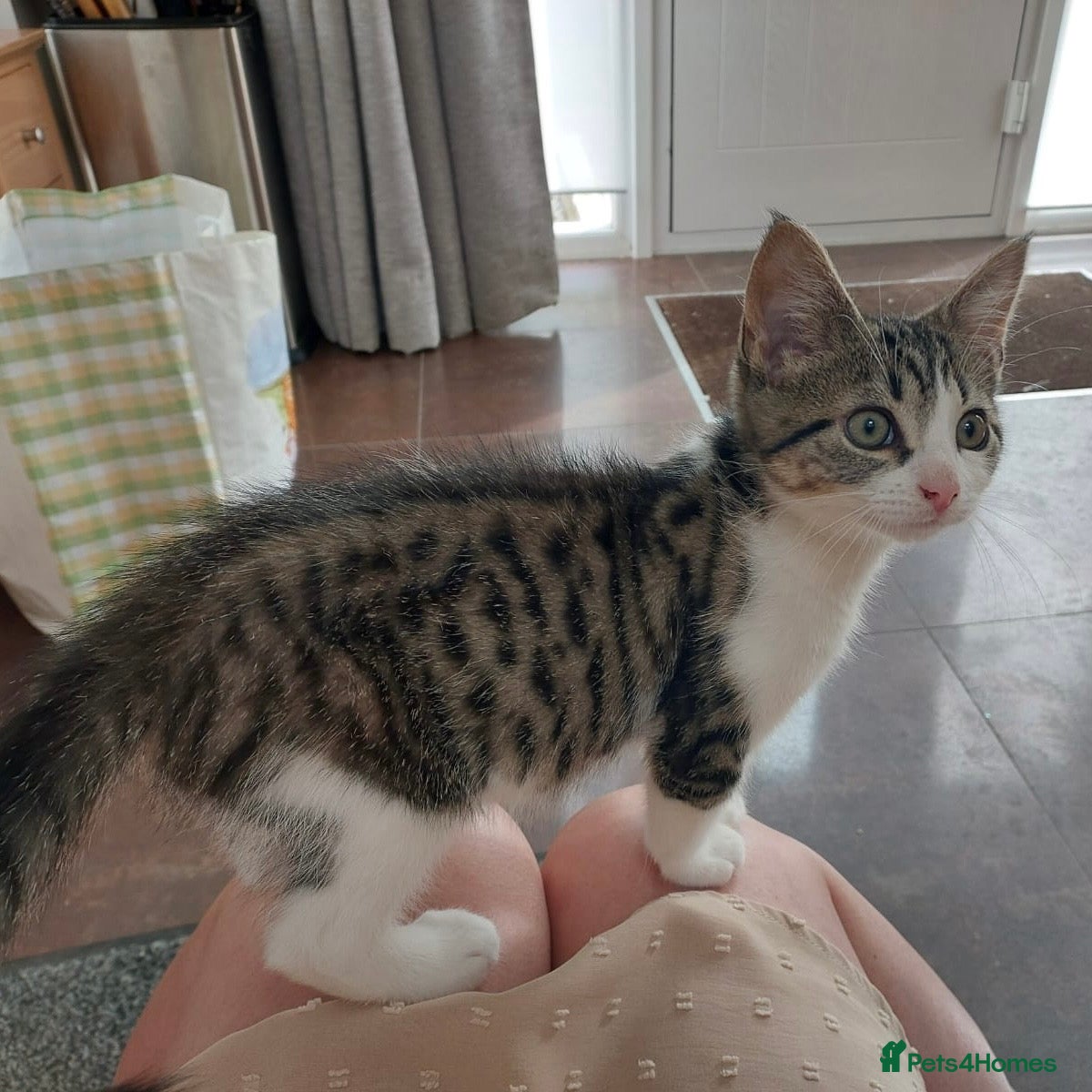 Domestic Shorthair cats Bailey & Guinness, approx 14 week old brothers   - Advert 6