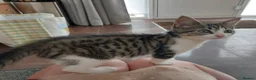 Domestic Shorthair cats for adoption: Bailey & Guinness, approx 14 week old brothers   - Advert 1
