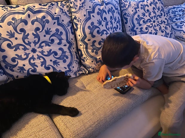 Mixed Breed cats Cat for sale - Advert 1