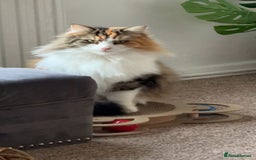 Mixed Breed cats for sale: 2 beautiful female cats looking for new home  - Image 2