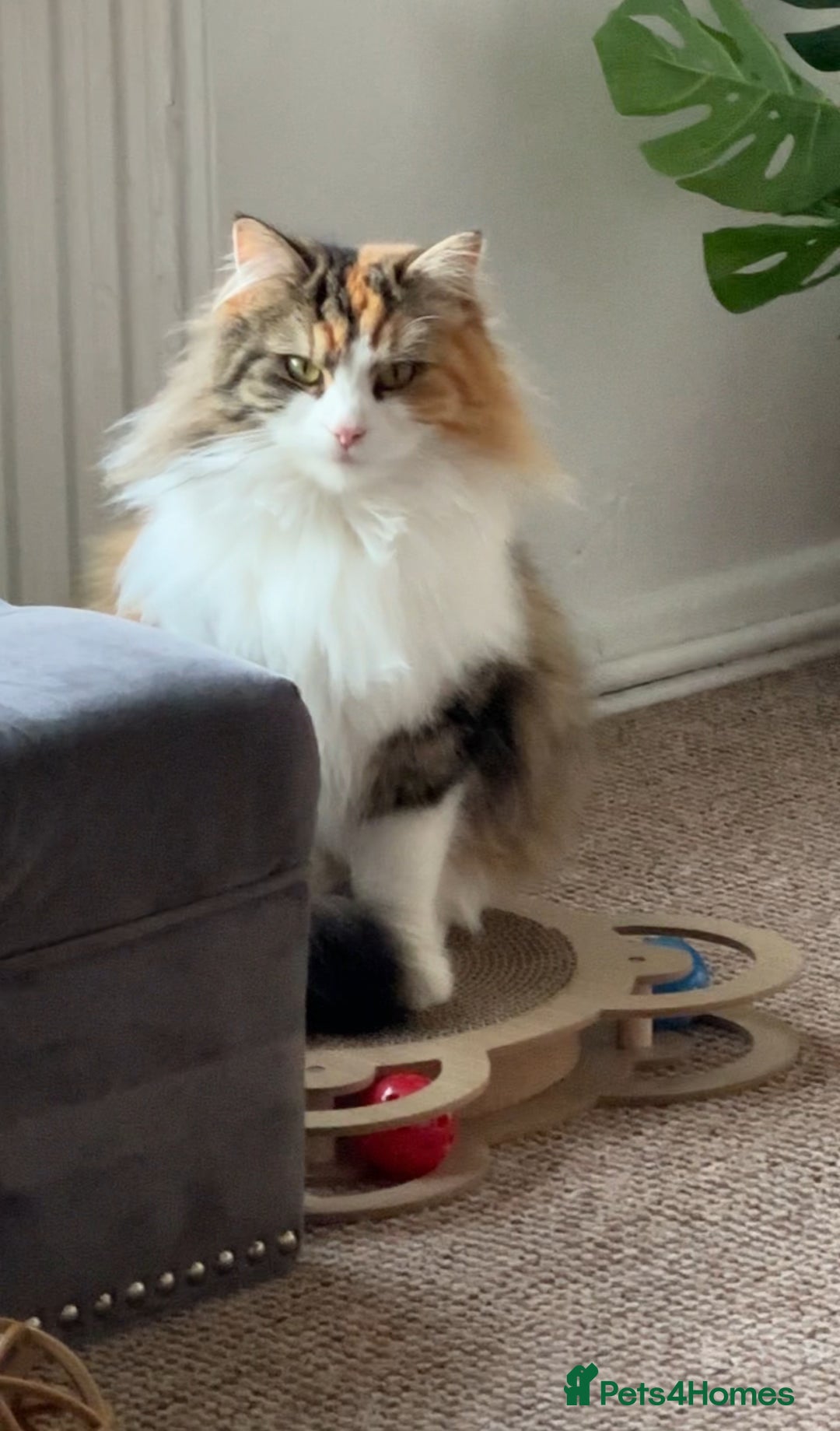 Mixed Breed cats for sale: 2 beautiful female cats looking for new home  - Image 2
