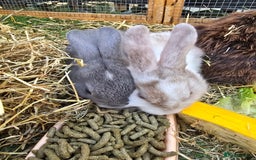 Lionhead rabbits for sale: 5 beautiful lion head cross bunny's  - Image 6