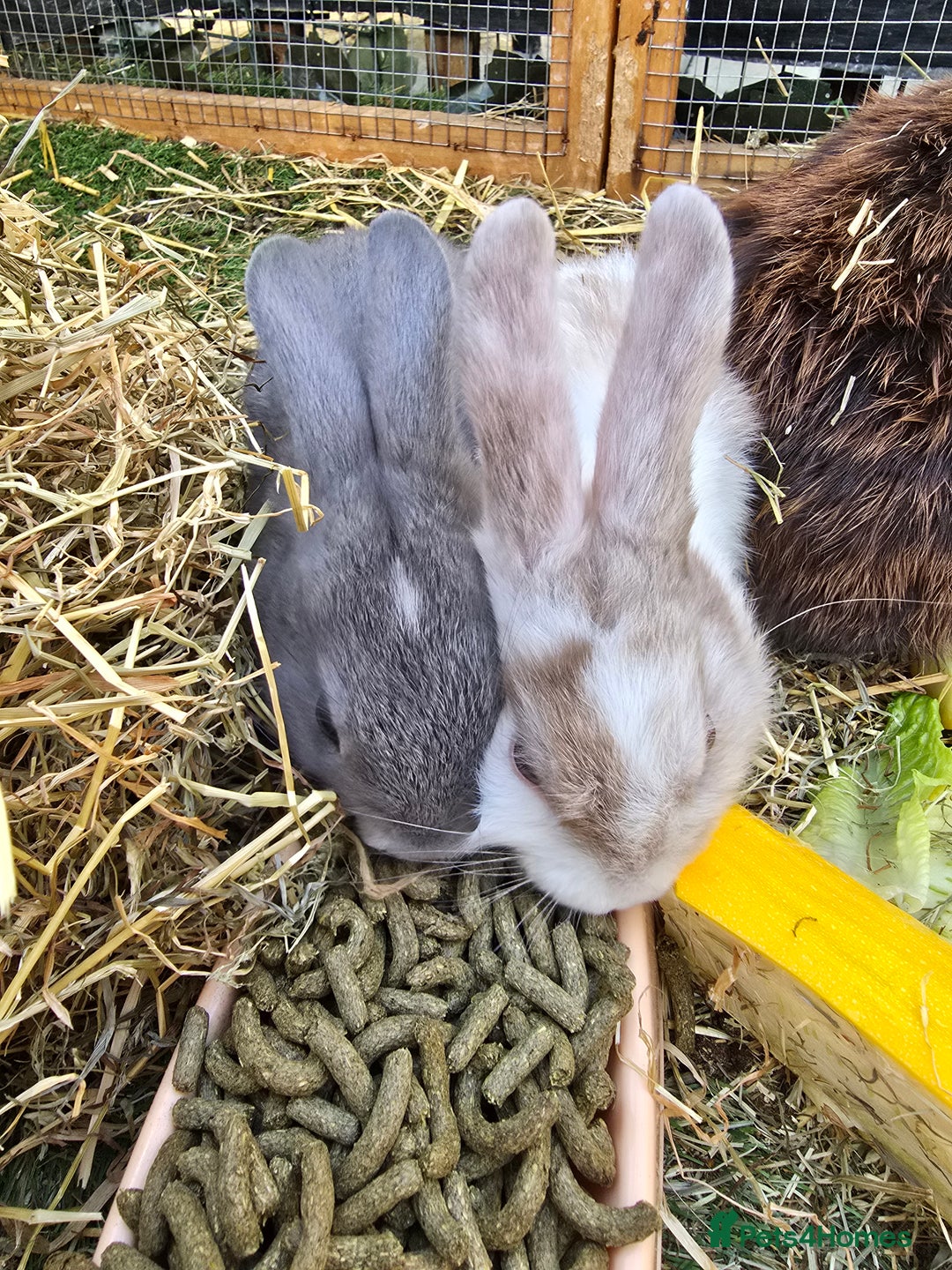 Lionhead rabbits for sale: 5 beautiful lion head cross bunny's  - Image 6