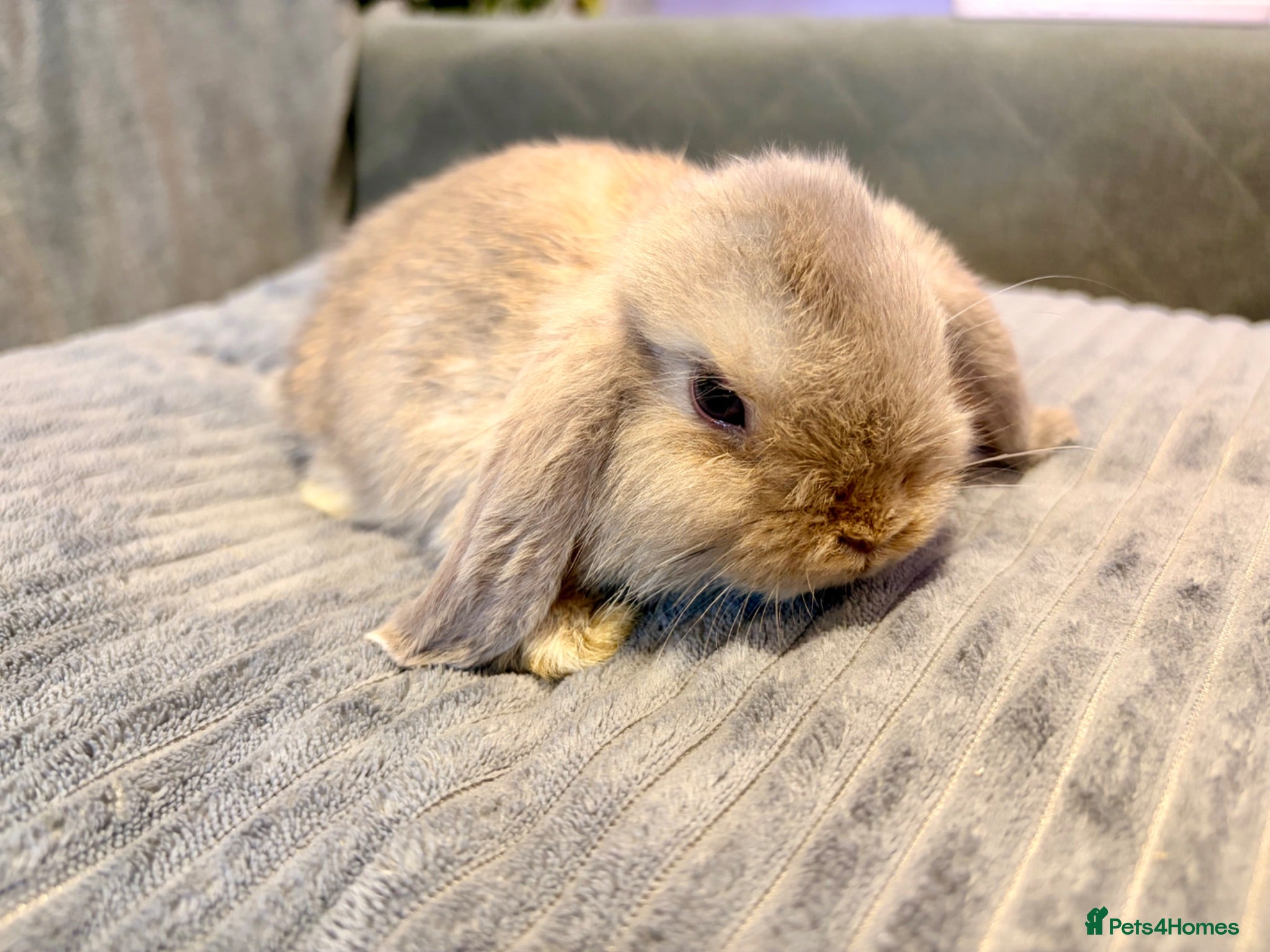 Mini Lop rabbits Pure Mini Lop Rabbits - Advert 1