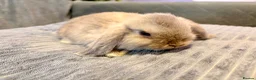 Mini Lop rabbits for sale: Pure Mini Lop Rabbits - Advert 1