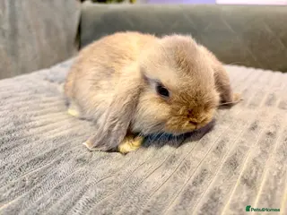 Mini Lop rabbits Pure Mini Lop Rabbits - Advert 3