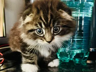 Scottish Fold cats Scotish fold long hair - Advert 2