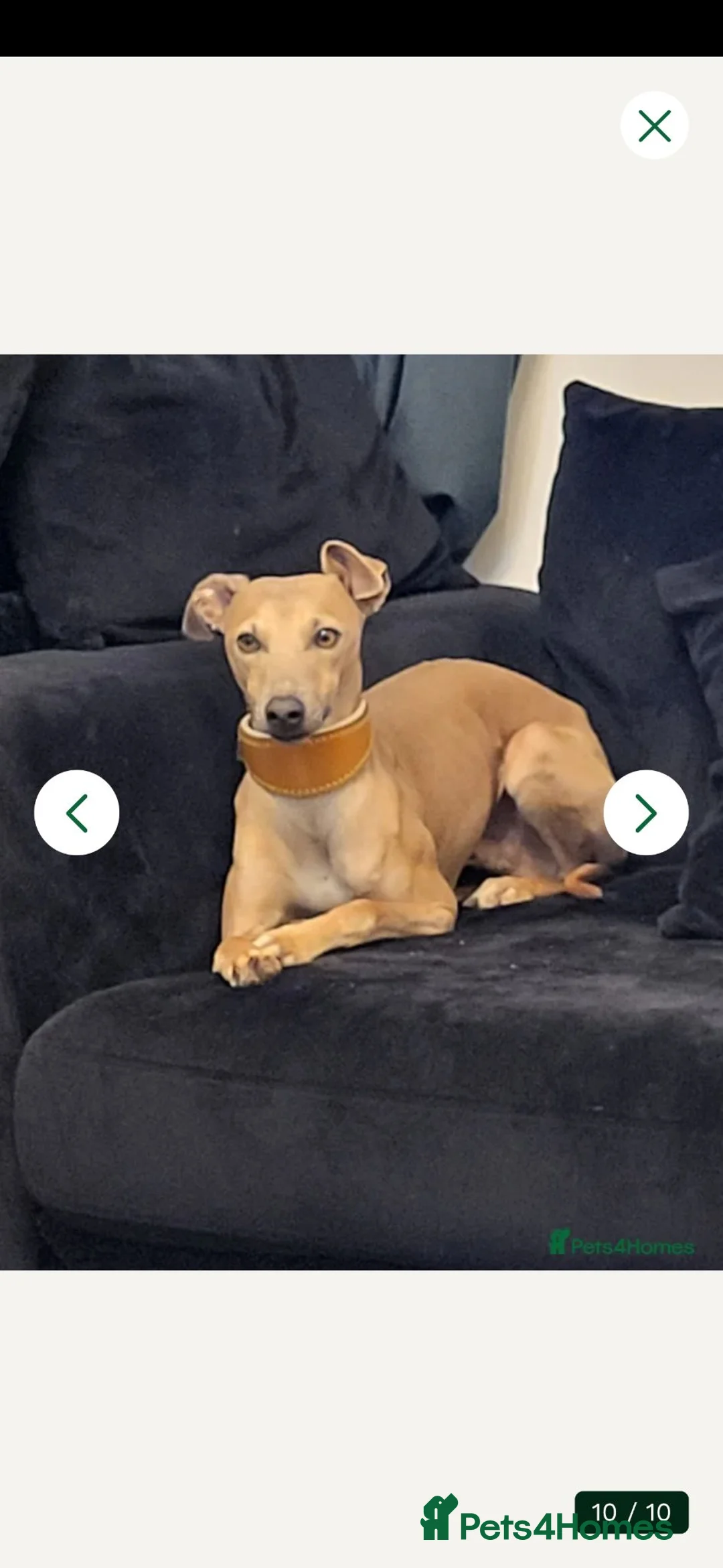 Mixed Breed dogs for sale: Stunning Wiggy puppies - Advert 19
