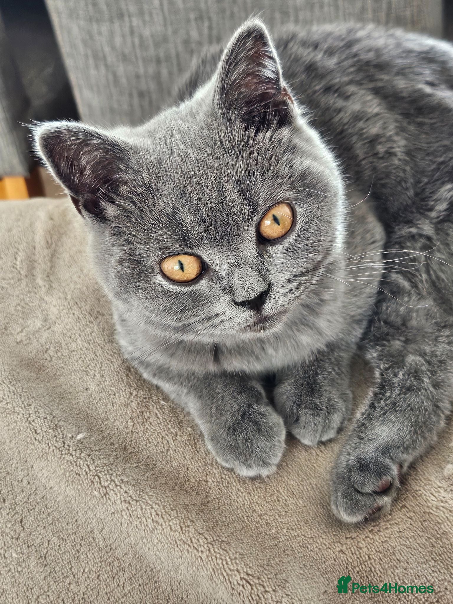 British Shorthair cats Adorable Blue British Shorthair female 4 months - Advert 2