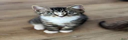 Mixed Breed cats for sale: Beautiful tabby kittens  - Advert 2