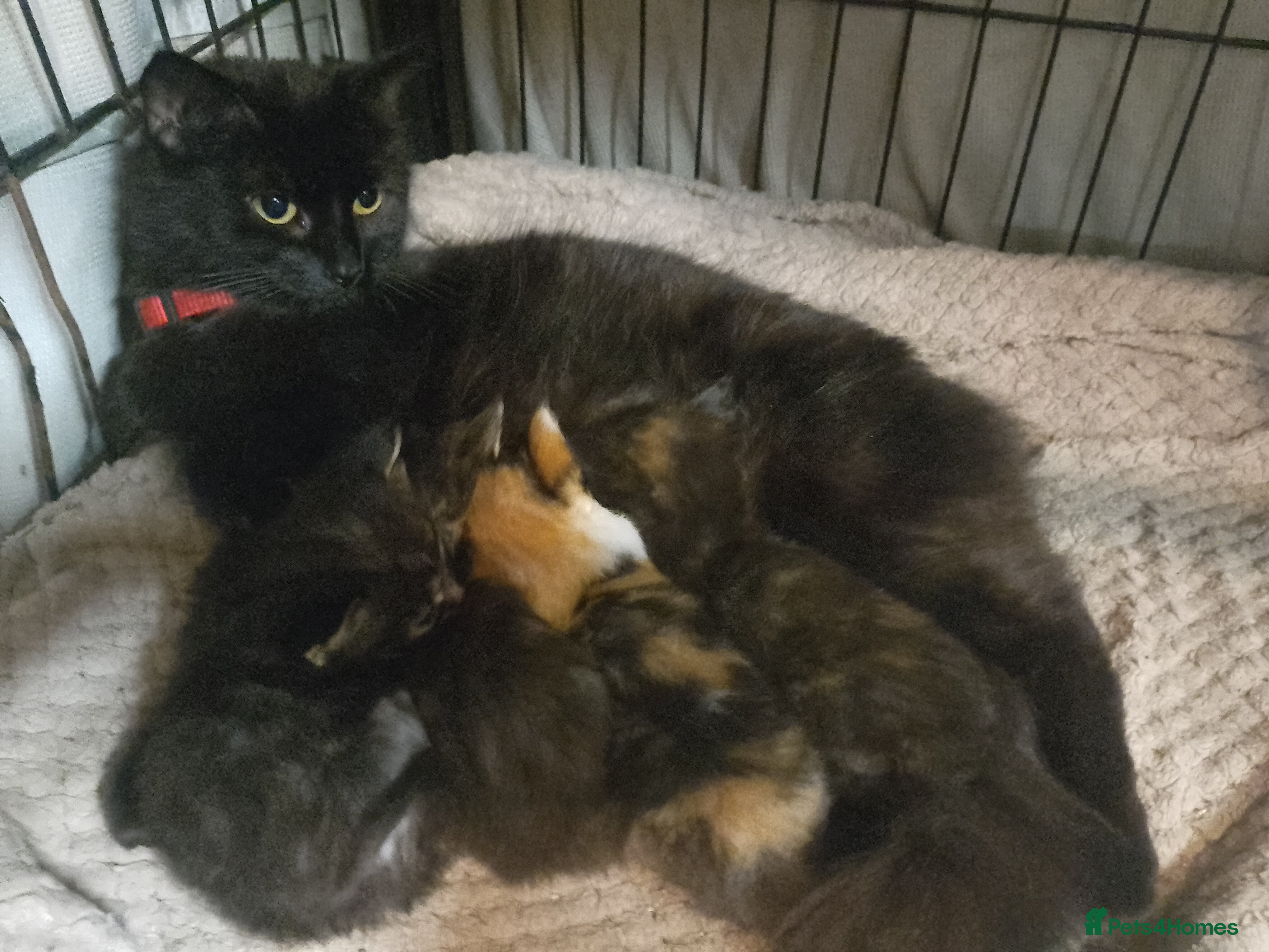 Maine Coon cats 3 Maincoon babies for loving home  - Advert 1