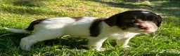 English Springer Spaniel dogs for sale: English Springer Spaniel, KC registered puppies - Advert 37
