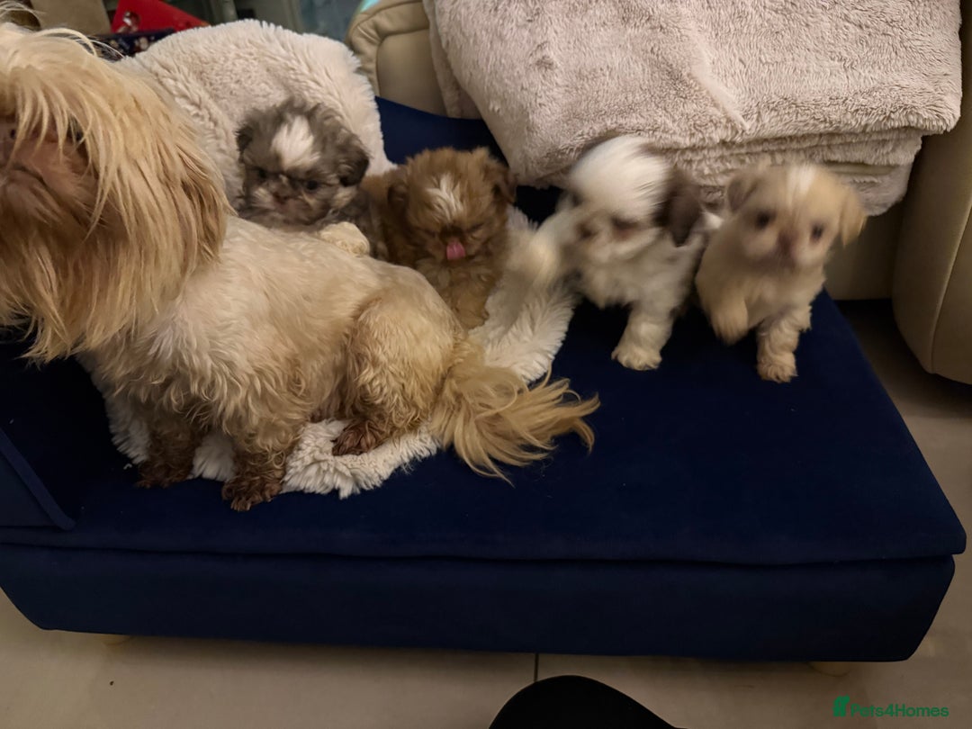 Shih Tzu dogs for sale: IMRERIAL SHIHTZU PUPPIES - Advert 30