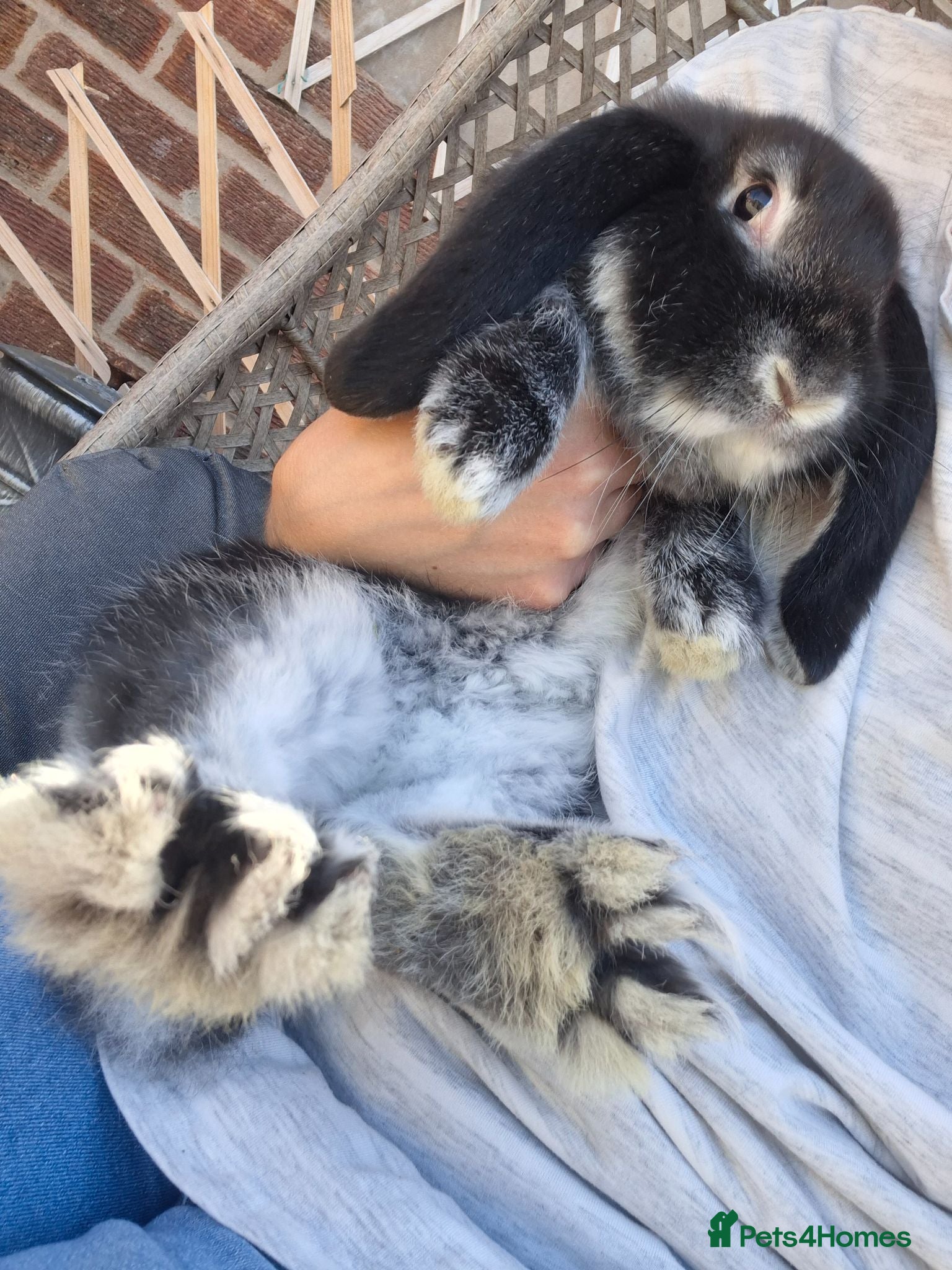 French Lop rabbits Vaccinated Baby doe - Advert 1