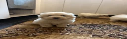 Maltese dogs for sale: Bichon maltese mini toy pure breed - Advert 8