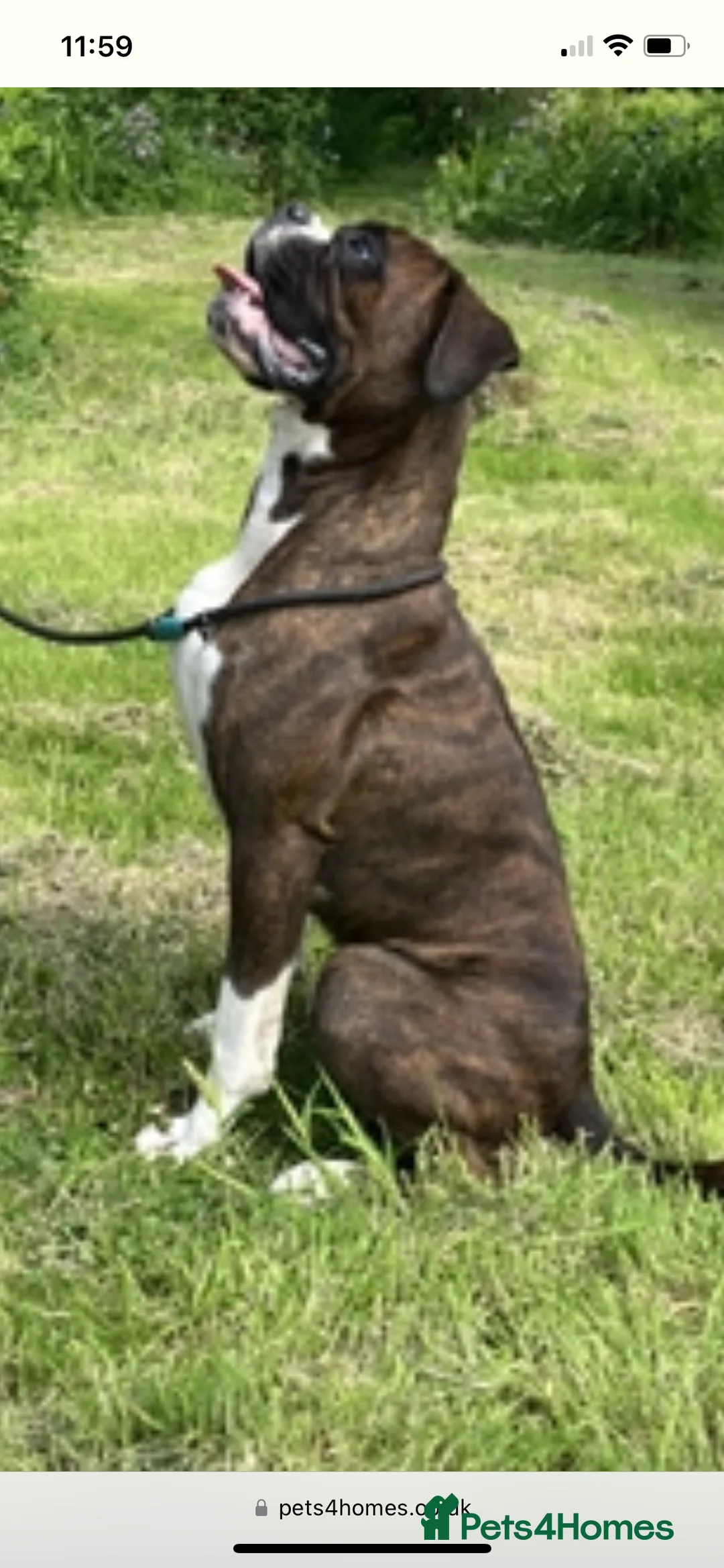 Boxer dogs for stud: Health tested proven boy for stud in Llanelli - Advert 5