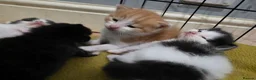 Mixed Breed cats for sale: A mix of beautiful kittens - Advert 12