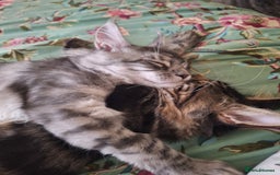 Maine Coon cats for sale: Lintons Pride Maine Coon Kittens. Ready Now - Image 14