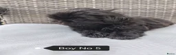 Shih Tzu dogs for sale: Shih Tzu puppies ready to leave:29/06 - Advert 14