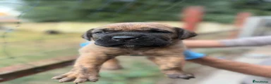 Presa Canario 3