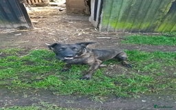 Belgian Shepherd Dog dogs for sale: Belgium mali x Dutch herder  puppies - Image 1