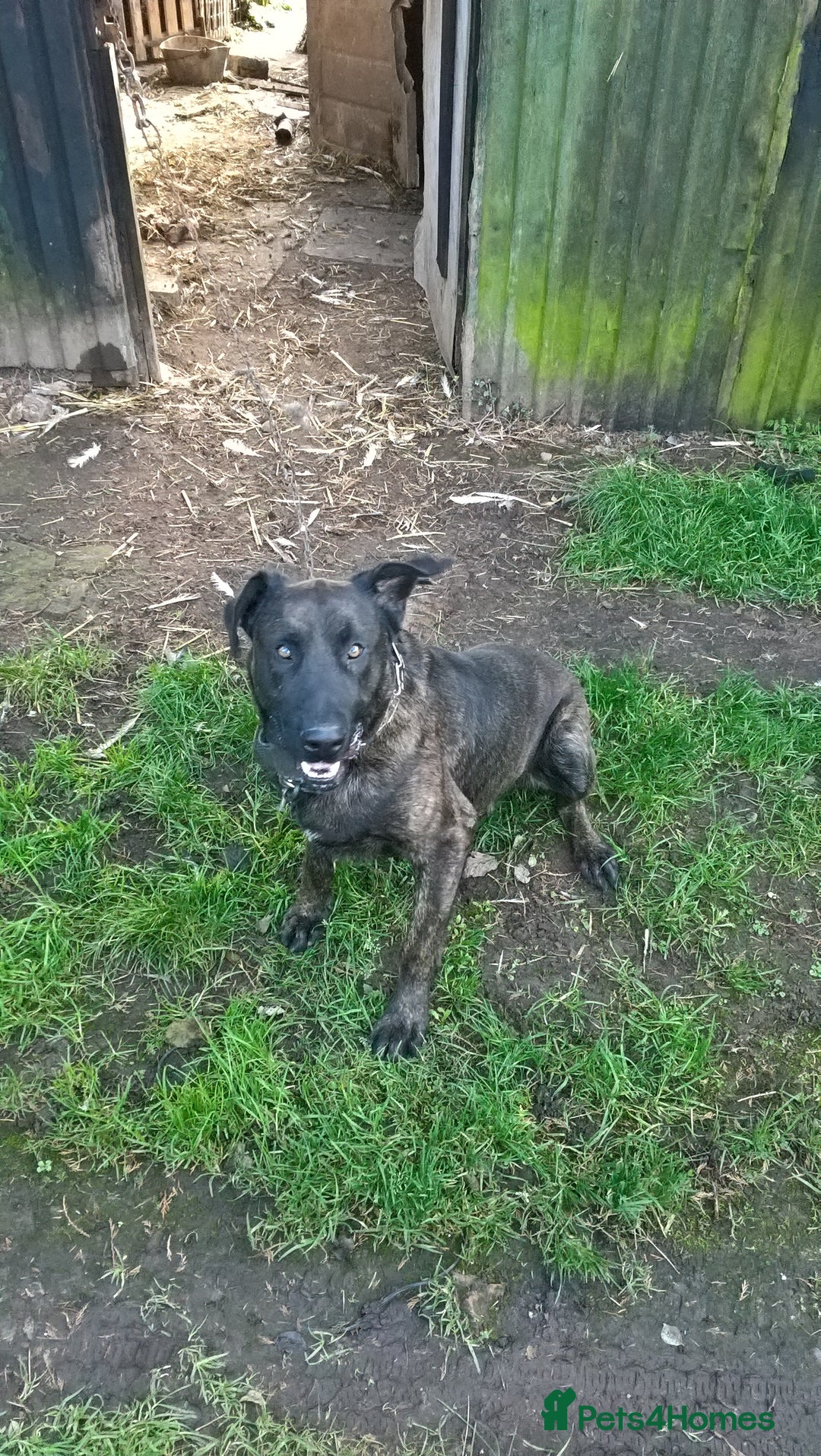 Belgian Shepherd Dog dogs for sale: Belgium mali x Dutch herder  puppies - Image 1