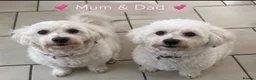 Mixed Breed dogs for sale: Maltese x coton de Tuléar beautiful puppies  - Advert 17