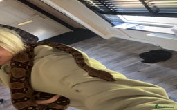 Snake reptiles for sale: boa constrictor imperator - Advert 3