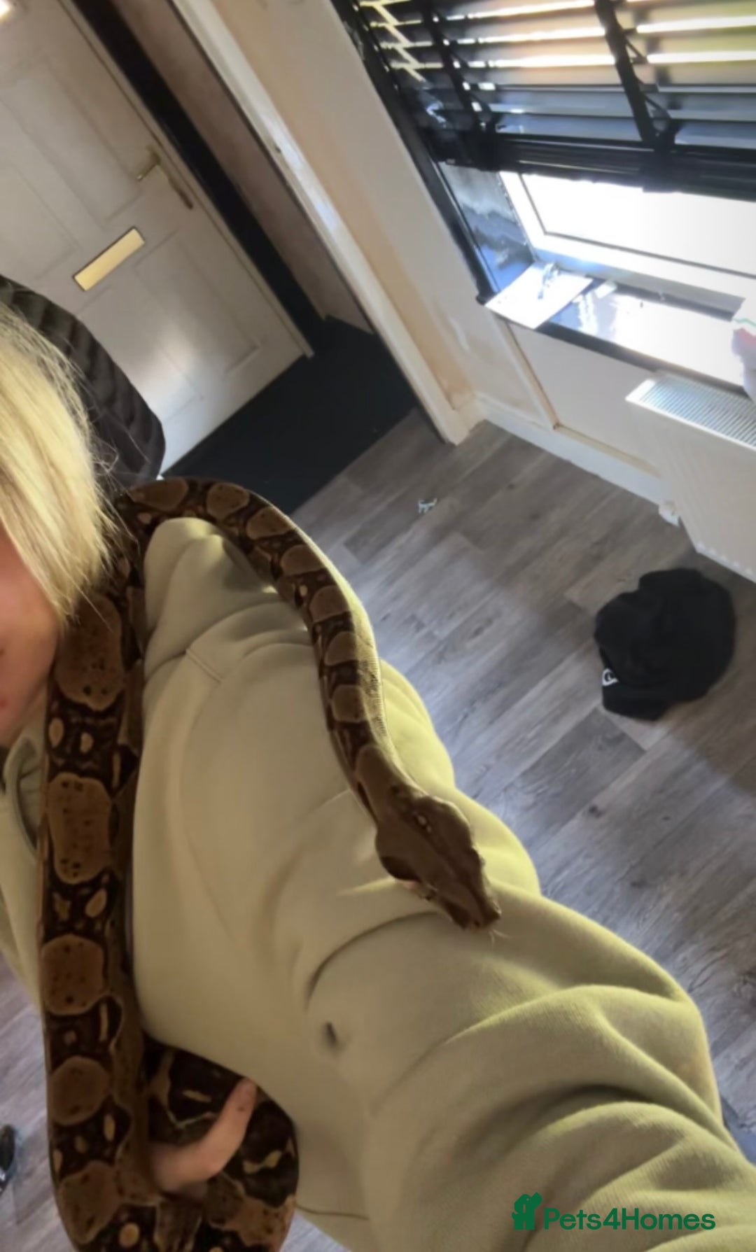 Snake reptiles for sale: boa constrictor imperator - Advert 3