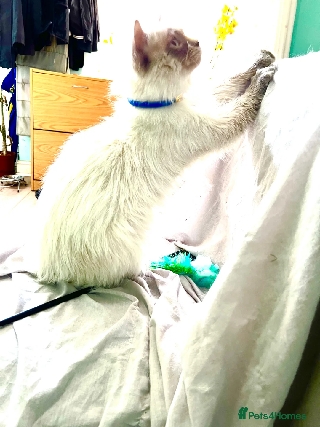 Ragdoll cats for sale: Ragdoll male, 11 months, pedigree, GCCF - Advert 6